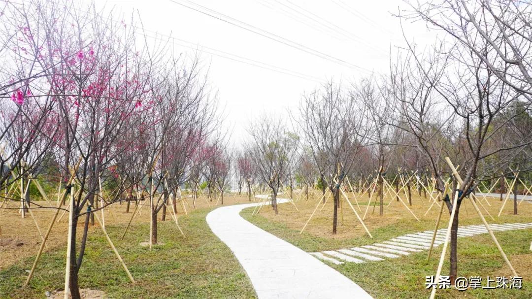 珠海春节游玩的地方有哪些,春节珠海旅游最佳攻略