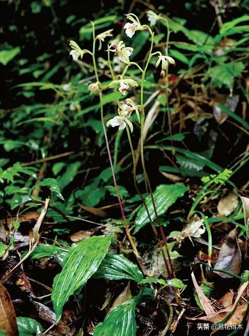 荷瓣兰最好的兰花品种排行,腋唇兰和春兰的区别