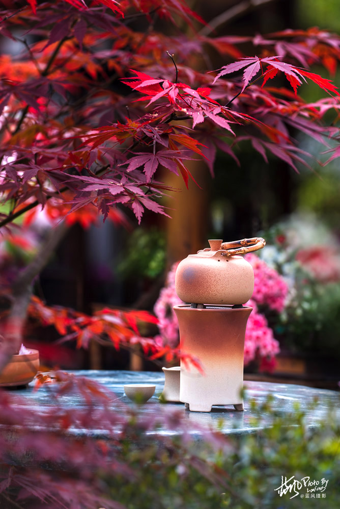 上海国际花展一览表,上海国际花展一览