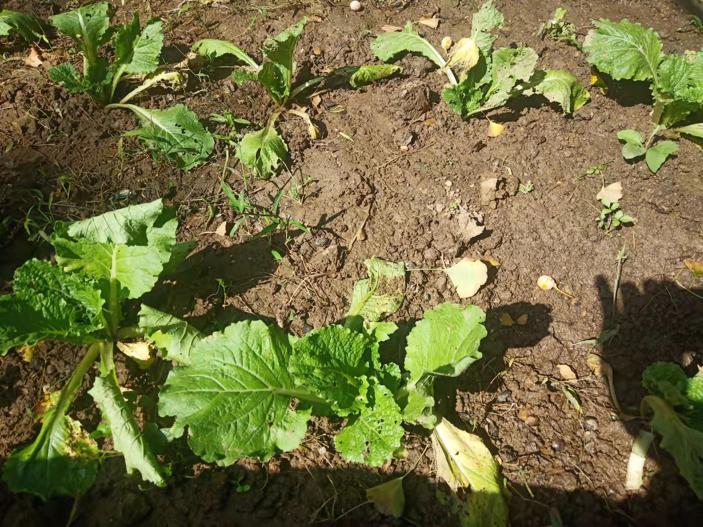 白菜生虫子，别动不动就施药，喷点家里不起眼的小东西也管用