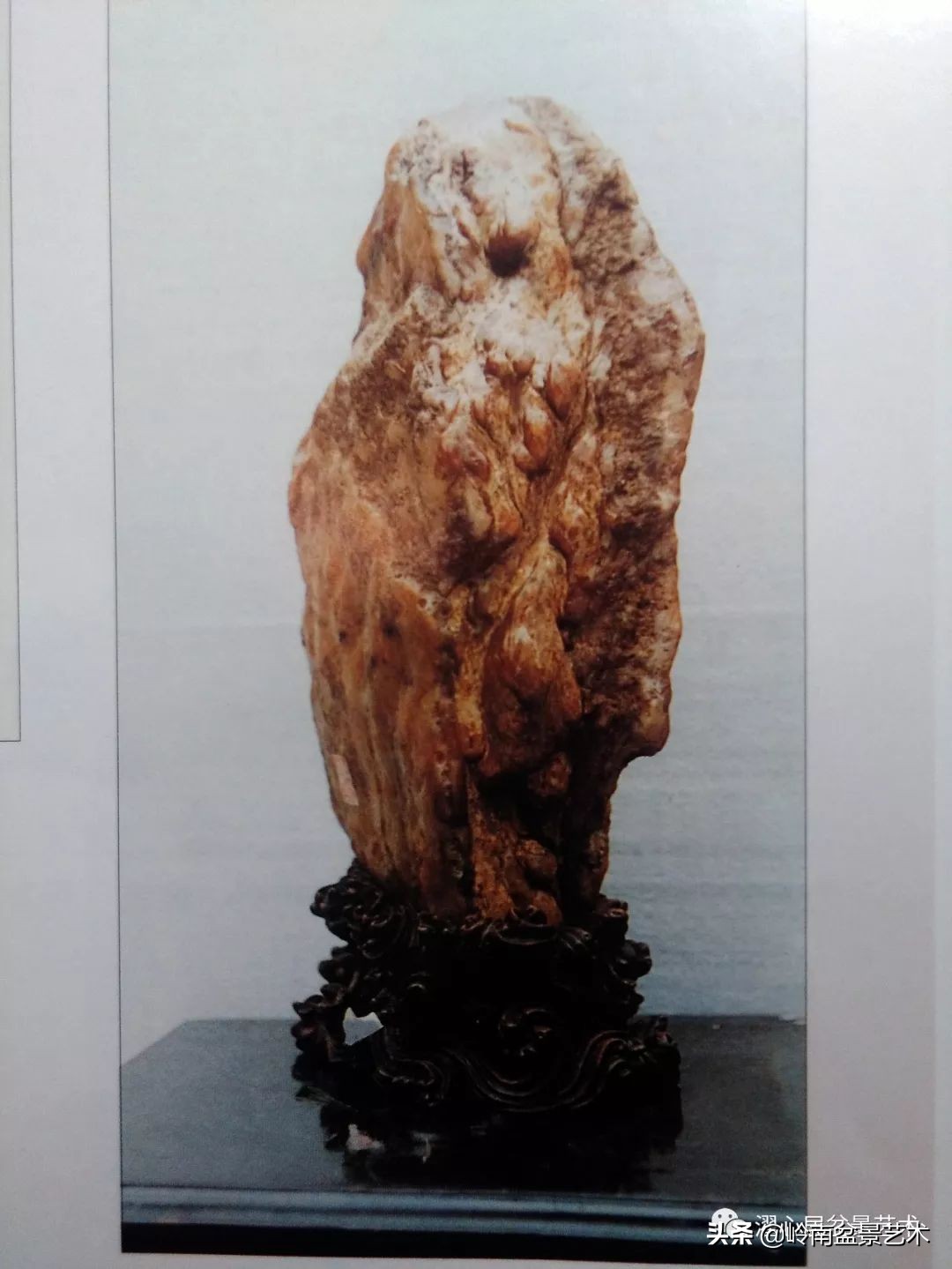 玩树藏石，不亦乐乎！