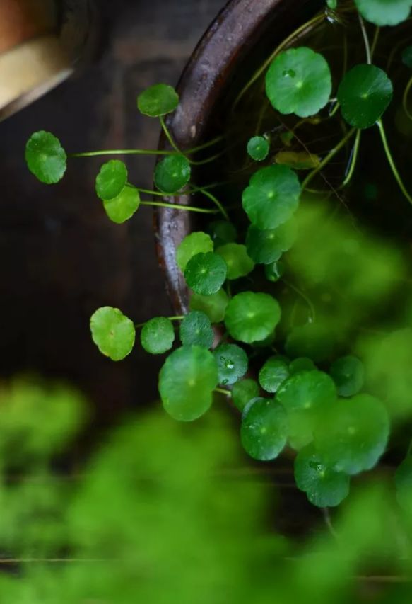 有关谷雨的诗词名句,谷雨诗词汇总