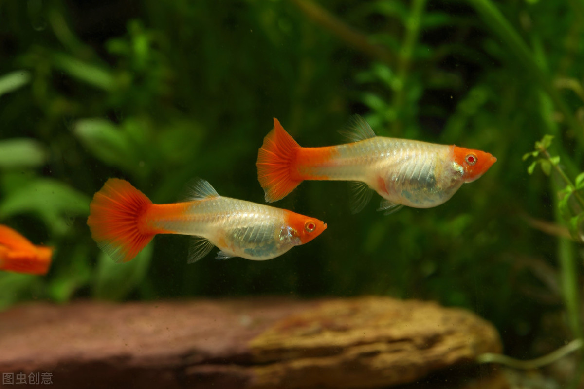 养观赏鱼哪方面最费钱,观赏鱼养哪种最省钱