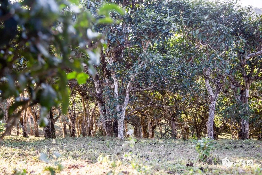 2023云南春茶著名山头价格,云南省2021老班章春茶价格