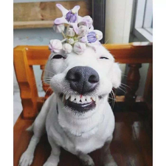 医生我的牙缝很大可以补吗,牙缝很大很深能补吗