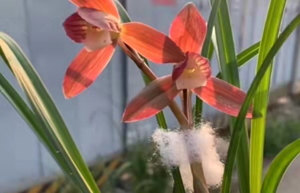 他出资78万元购买了一棵蝶花，一年后发现是普花，无奈诉诸法院