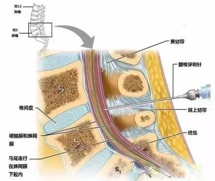 面神经分布图片大全,怎么记住面神经分布