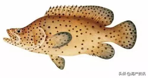 科普海洋鱼类知识儿童,海洋鱼类科普大全图解