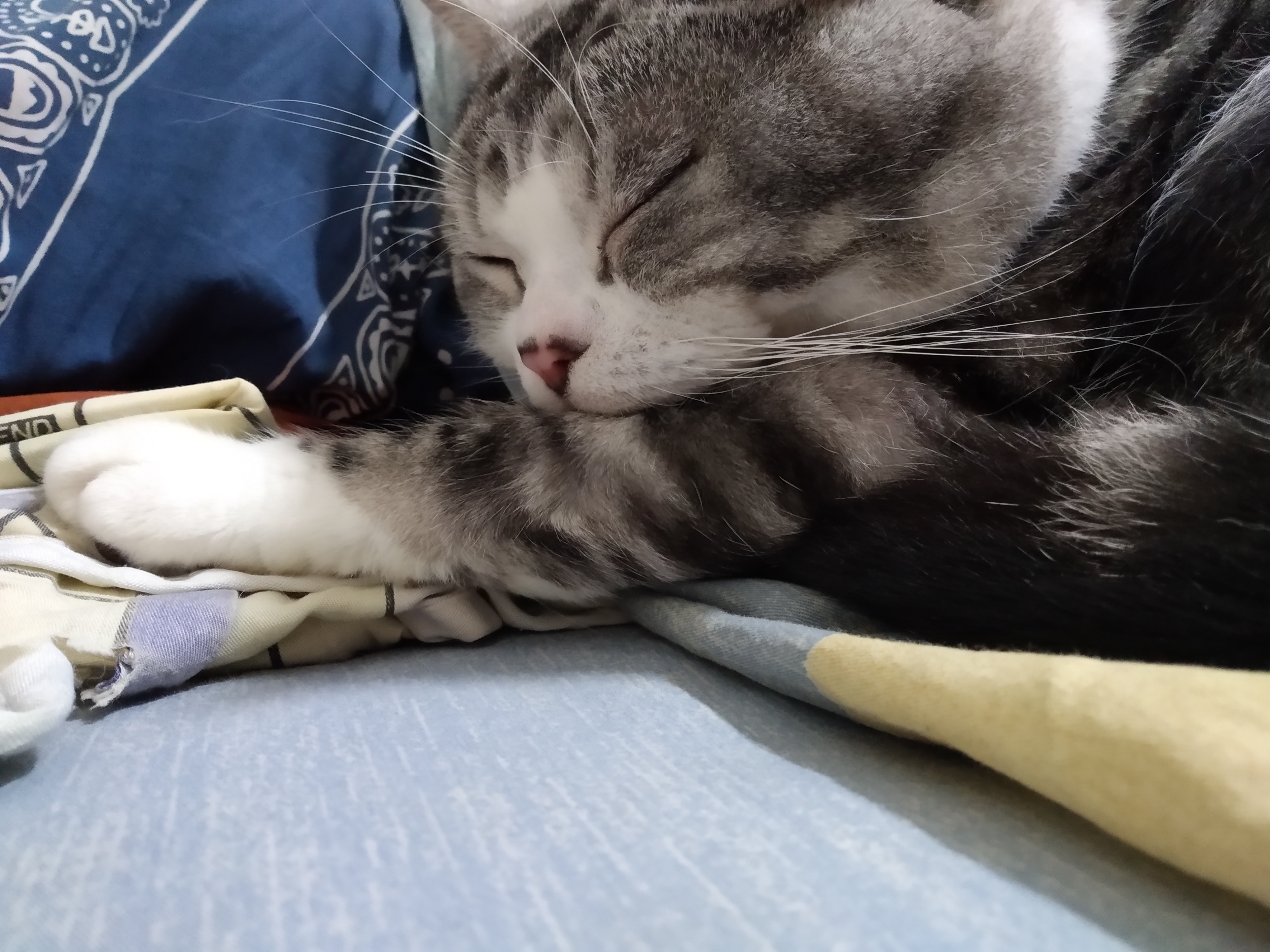 别再这样养猫了新手养猫10大误区,养猫人必须知道的十条养猫知识