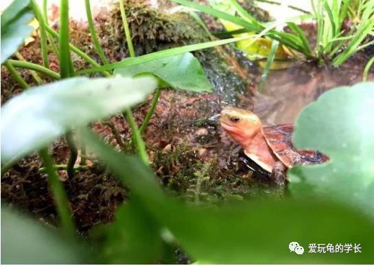 黄缘龟该如何造景,黄缘龟造景用河沙