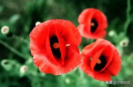 流年无恙谁许过,流年无恙岁月静好