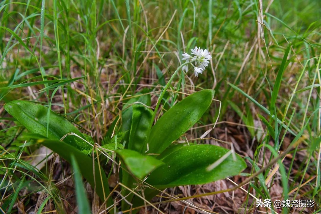 各个季节的野生兰花,北京百花山野生兰花图片
