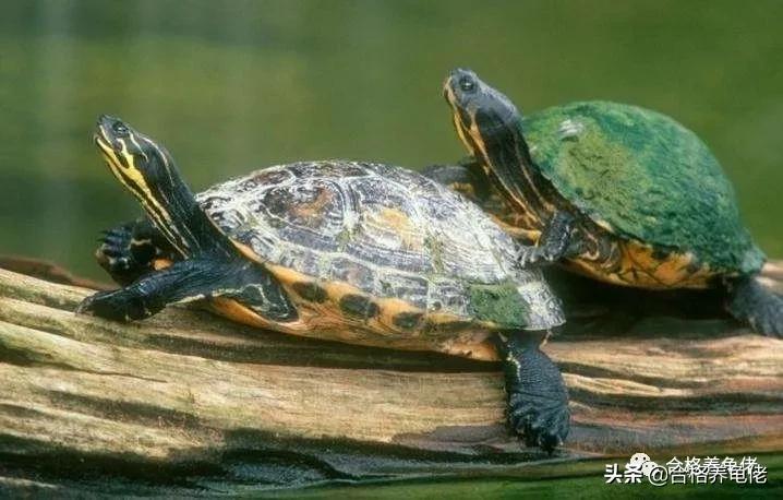 对于喂龟的宠物小零食，你是怎么看待的？