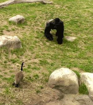 赔59万，咬成残疾，被称家禽界流氓！村霸大鹅，为何见谁都硬刚？