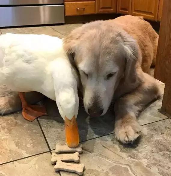 被大鹅欺负的金毛,金毛老是被鸭子欺负