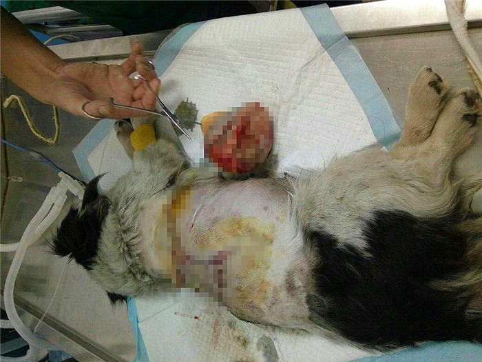 狗狗布氏杆菌病,狗狗感染布鲁氏杆菌有啥症状