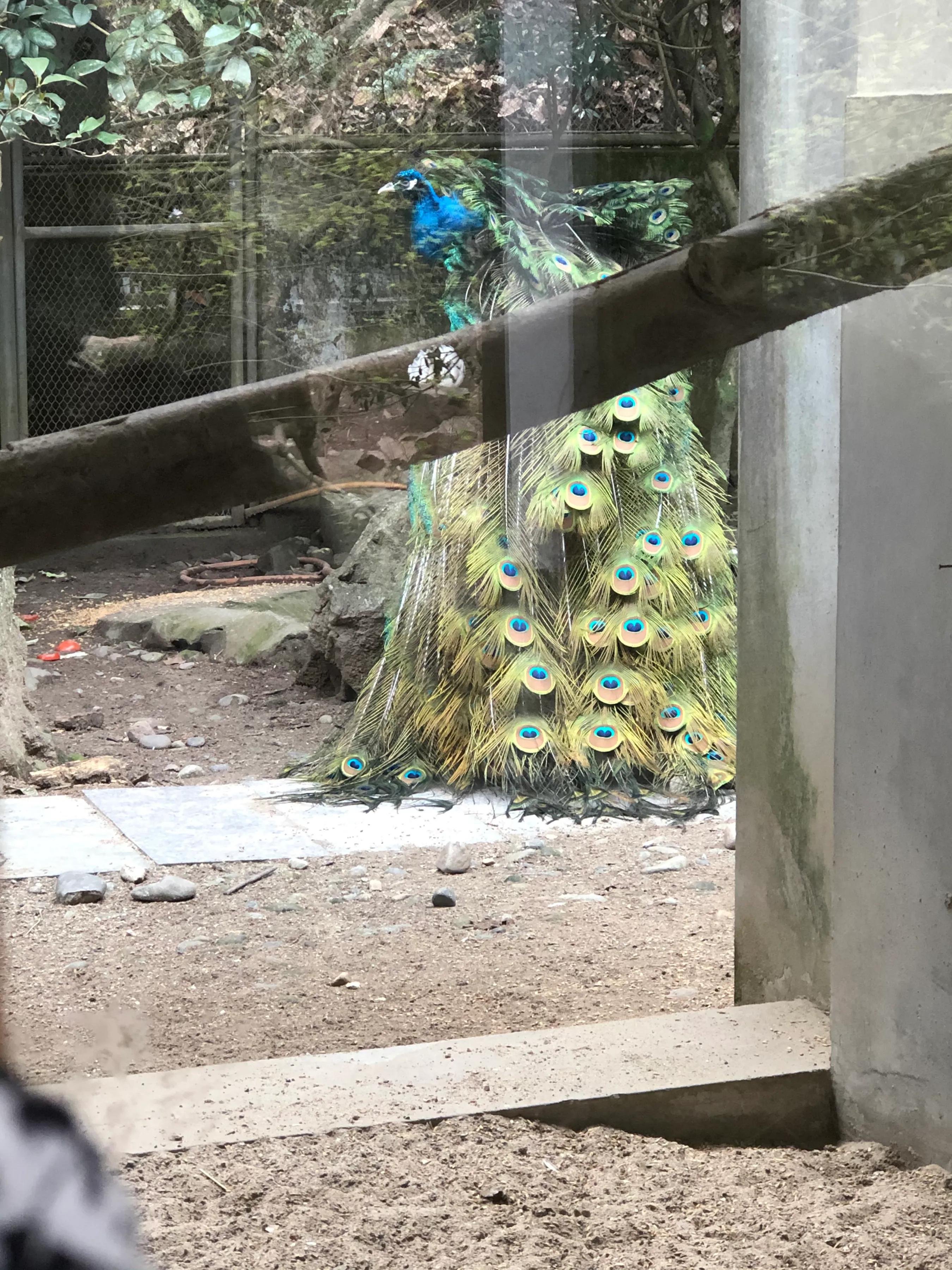 杭州动物园杭州人的记忆,杭州动物园票价