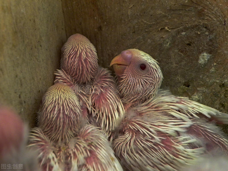 虎皮鹦鹉雏鸟手喂方法,鹦鹉雏鸟该喂什么食物