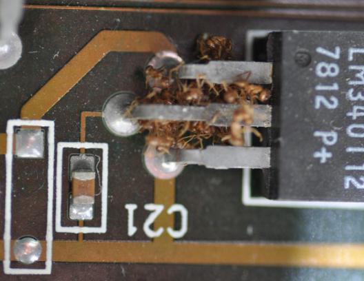 红火蚁一般生存在哪些地方呢,红火蚁可以在哪里生存