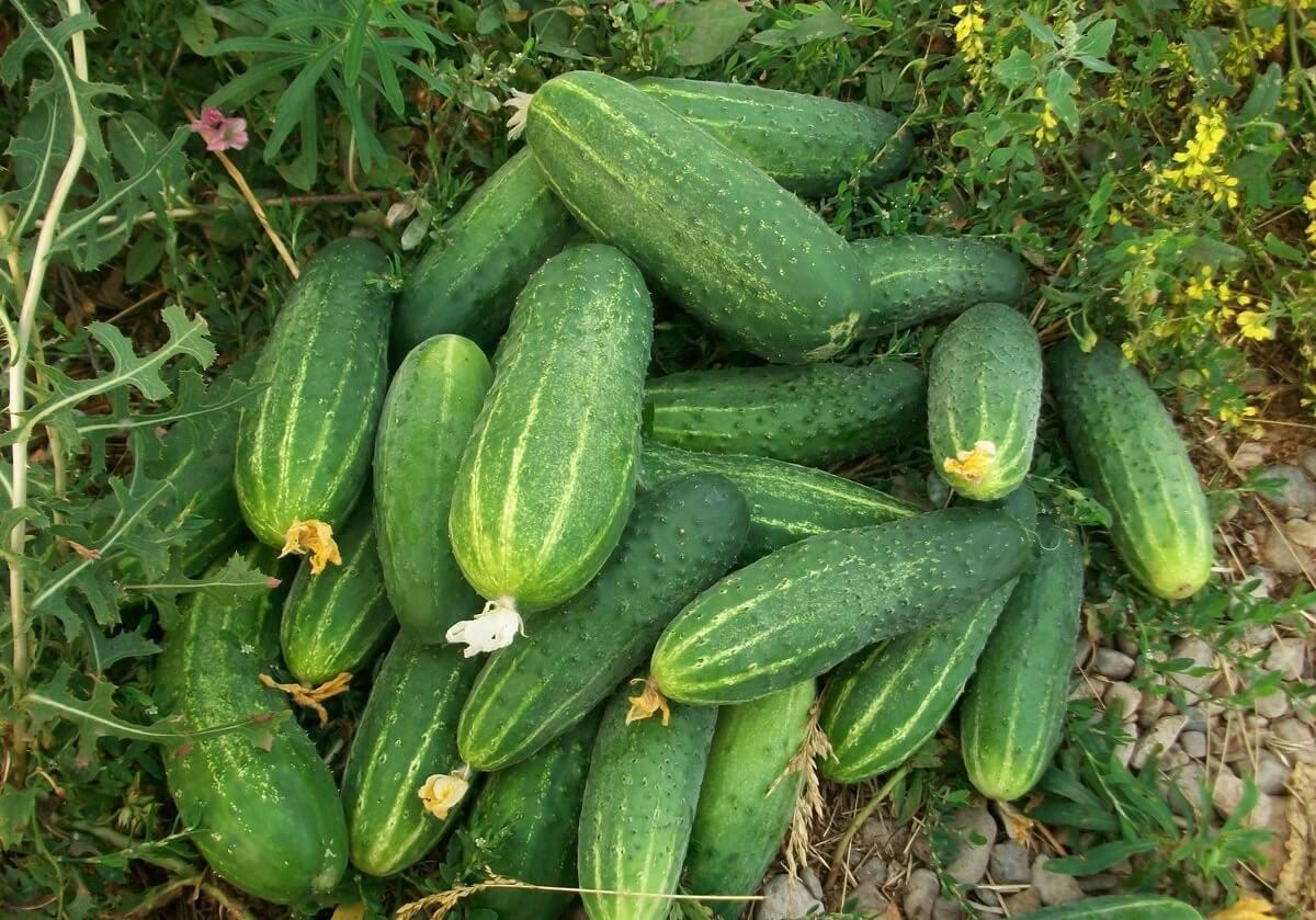 黄瓜的种类以及每种黄瓜的特征,又香又软的黄瓜品种