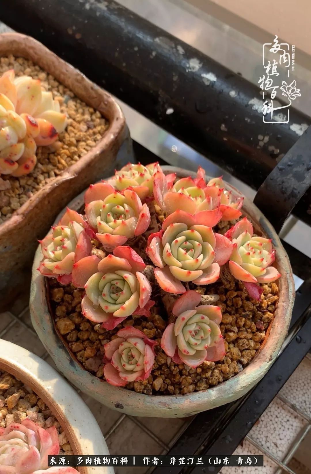 寒冷的冬季唯有多肉,冬日里的多肉宛如雪莲花