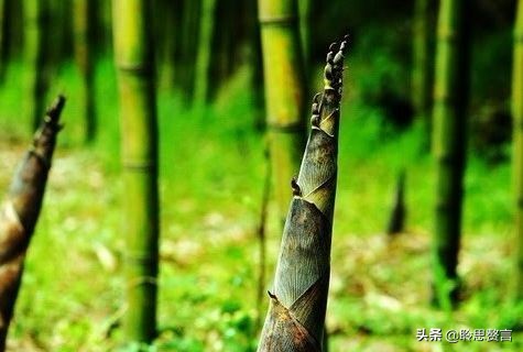 竹笋诗词精选三十一首,山中竹笋诗词