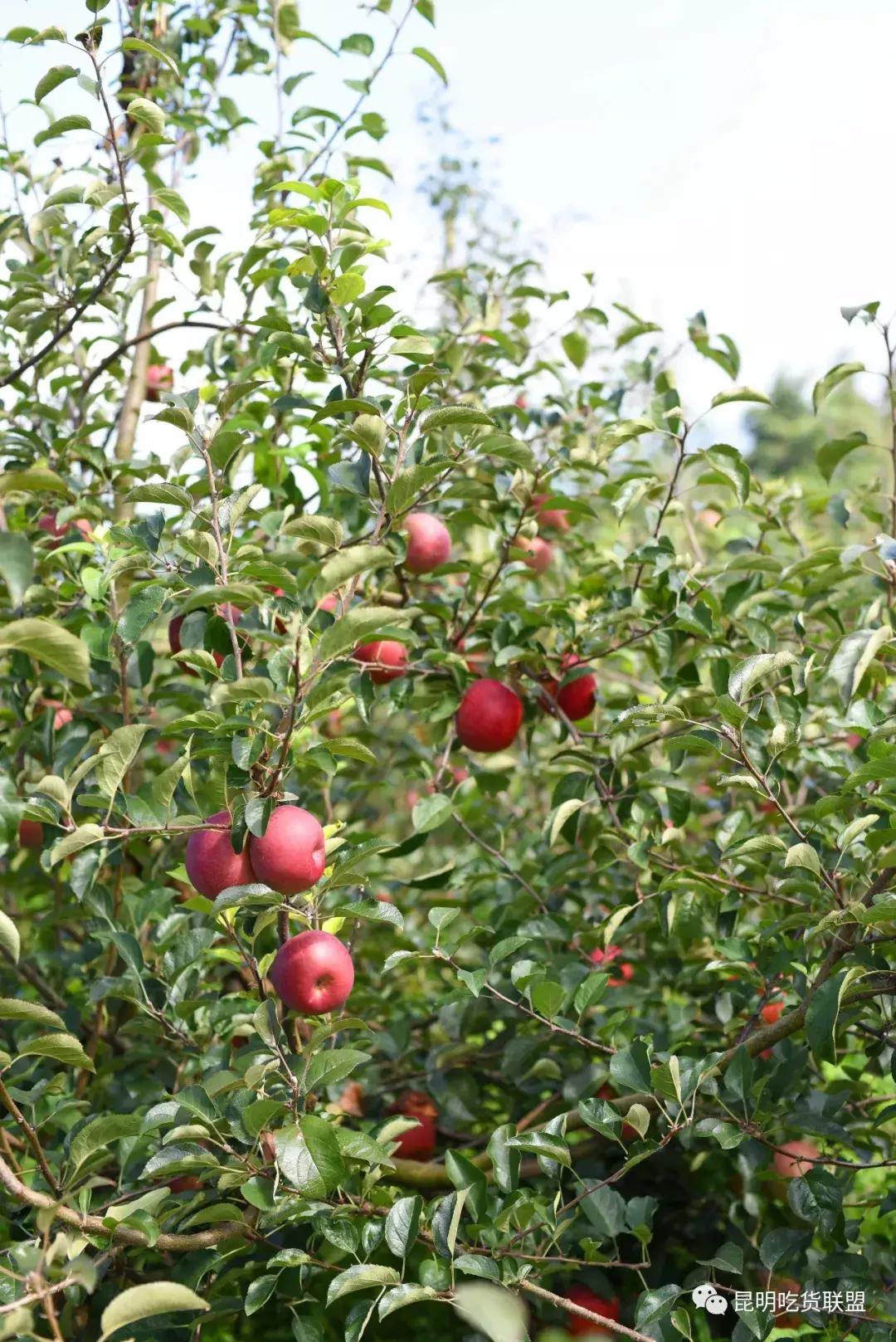 昆明采摘一日游,昆明采摘游