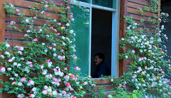 李子柒上山挖野菜视频,李子柒制作全过程视频美食