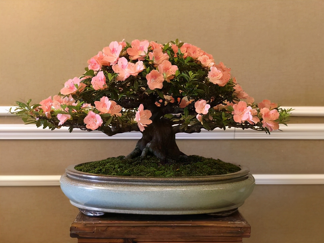 哪些花卉爱阳光浓香好养,喜阴凉的花卉都有哪些好养的