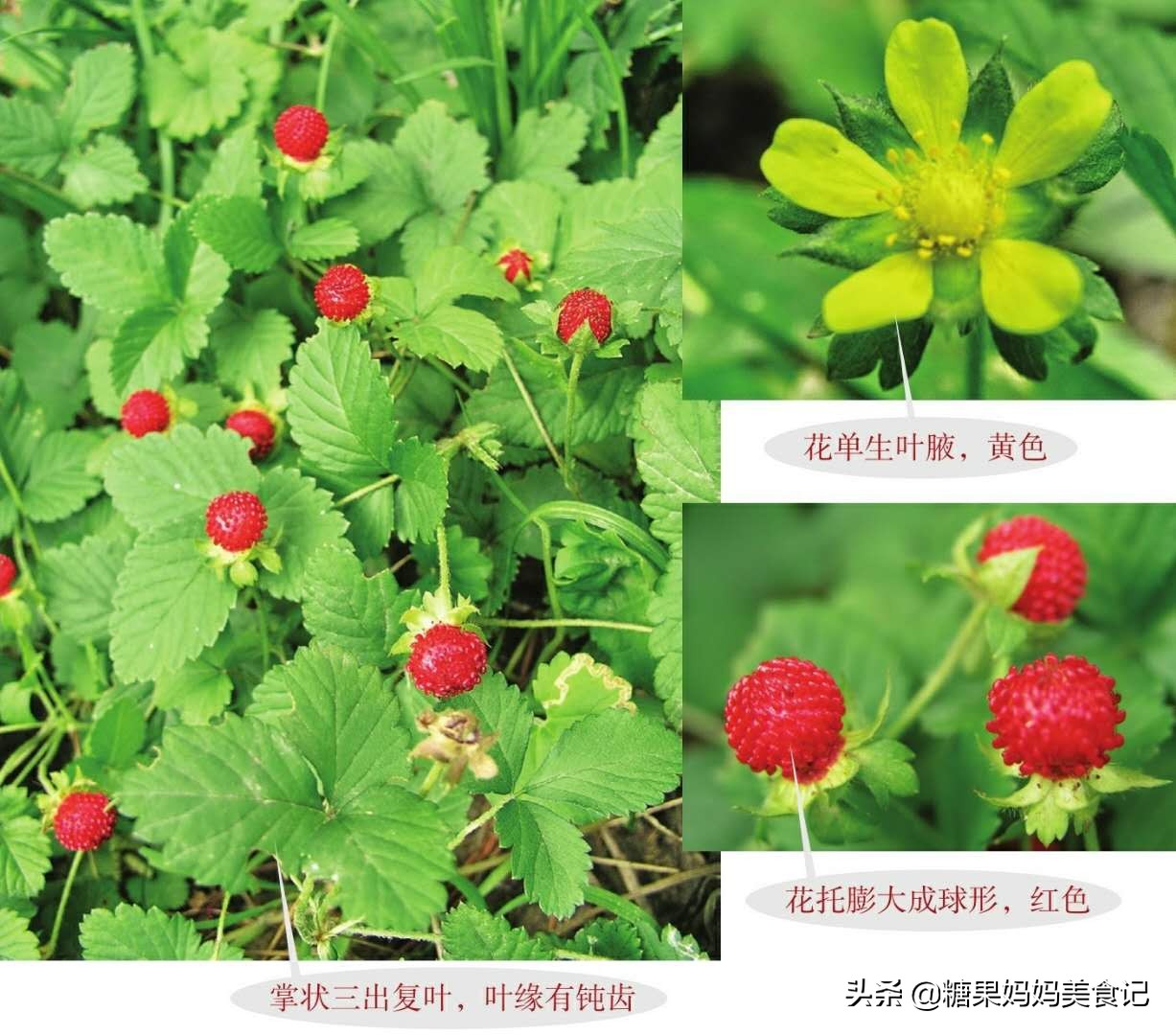 覆盆子树莓蛇莓茅莓,蛇莓树莓覆盆子区别