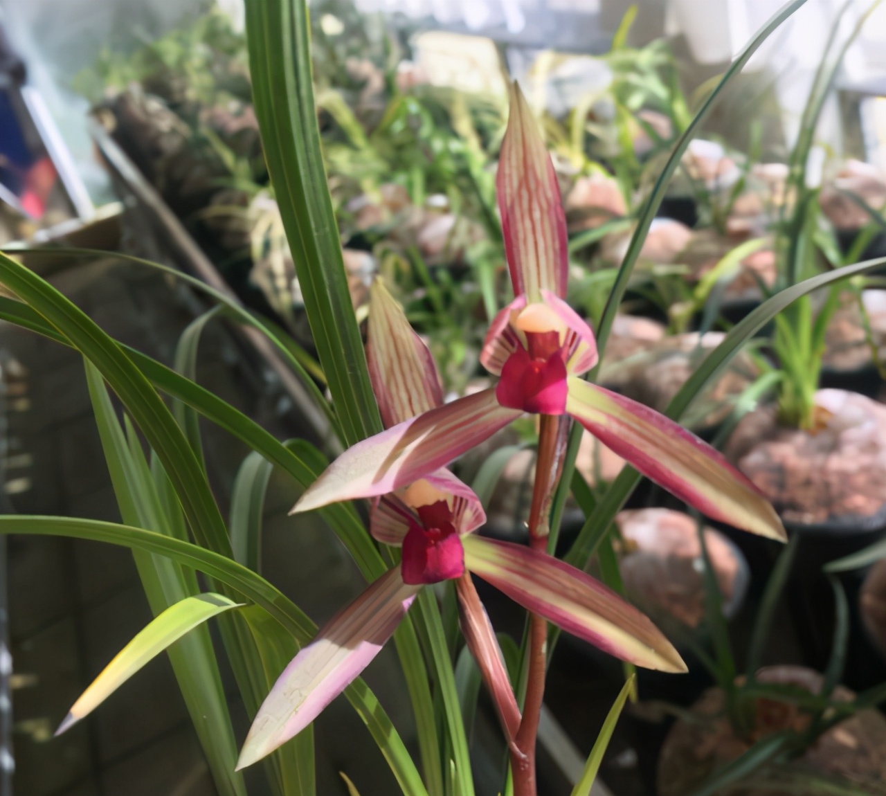 大美滇红兰花,莲瓣滇红素兰花图片