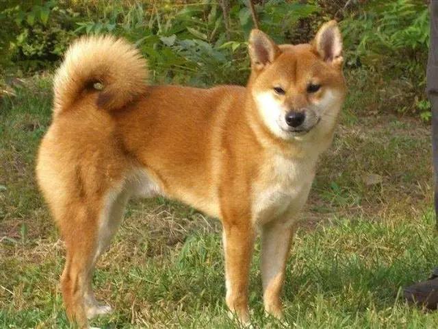 什么狗最聪明最忠诚最便宜,什么狗最聪明最忠诚智商高