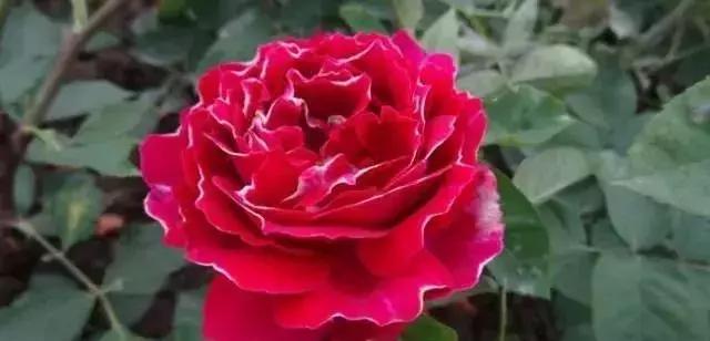 100种玫瑰品种图鉴大全,100种玫瑰品种图解