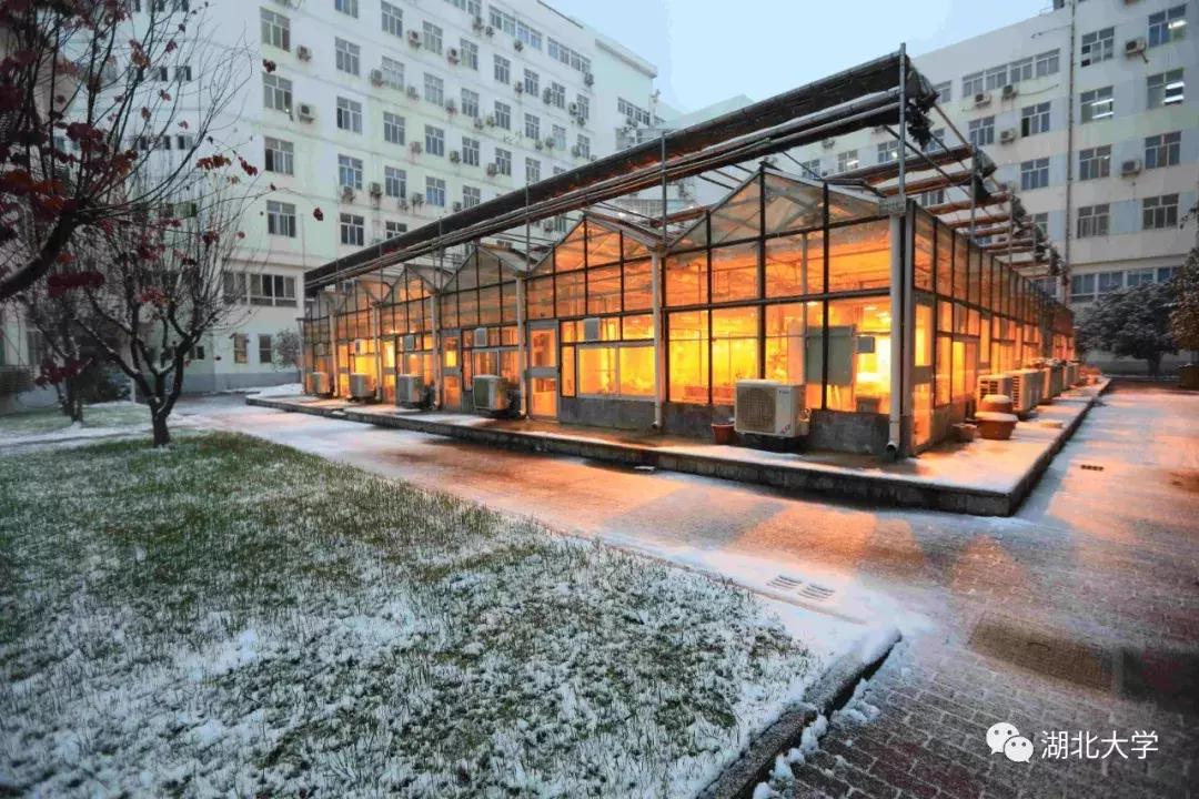 今天是你的生日，我的湖北大学！书记喊你回学校打卡