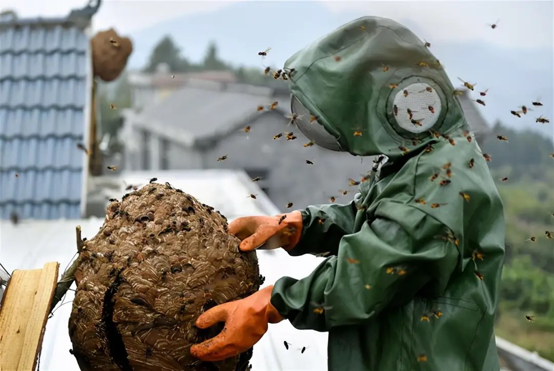 抓蜂被蜂蜇的视频,抓山蜂被蛰死