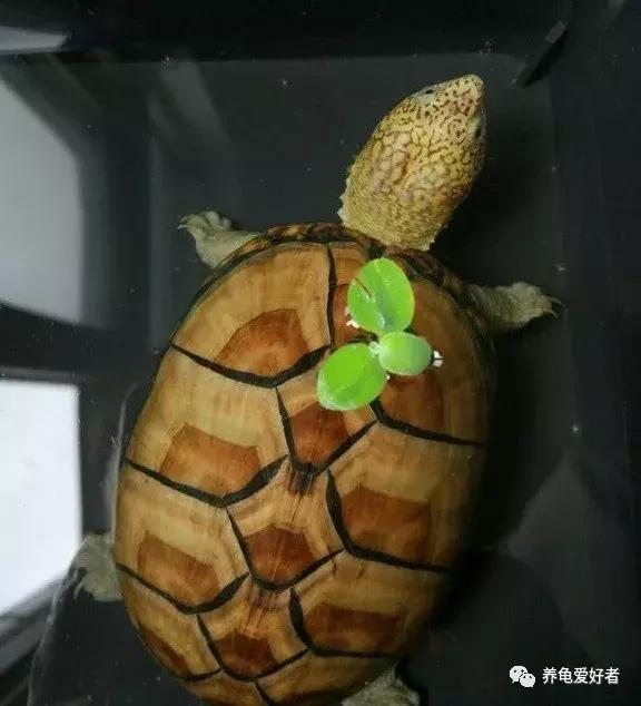 野生龟养龟教程,野生龟和家养龟有什么区别