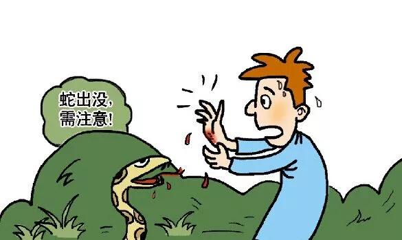 湖南惊现巨型眼镜蛇,惊现巨型眼镜蛇