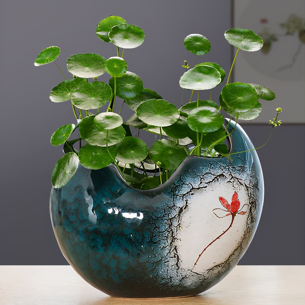 寓意好适合家里养的花,10种最旺家的花及寓意