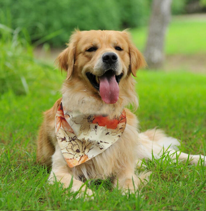 小金毛养多久才会温顺听话,养宠小知识金毛一天尿两次可以吗