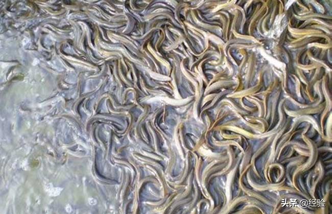 台州泥鳅黄鳝养殖网箱,广东网箱养殖泥鳅