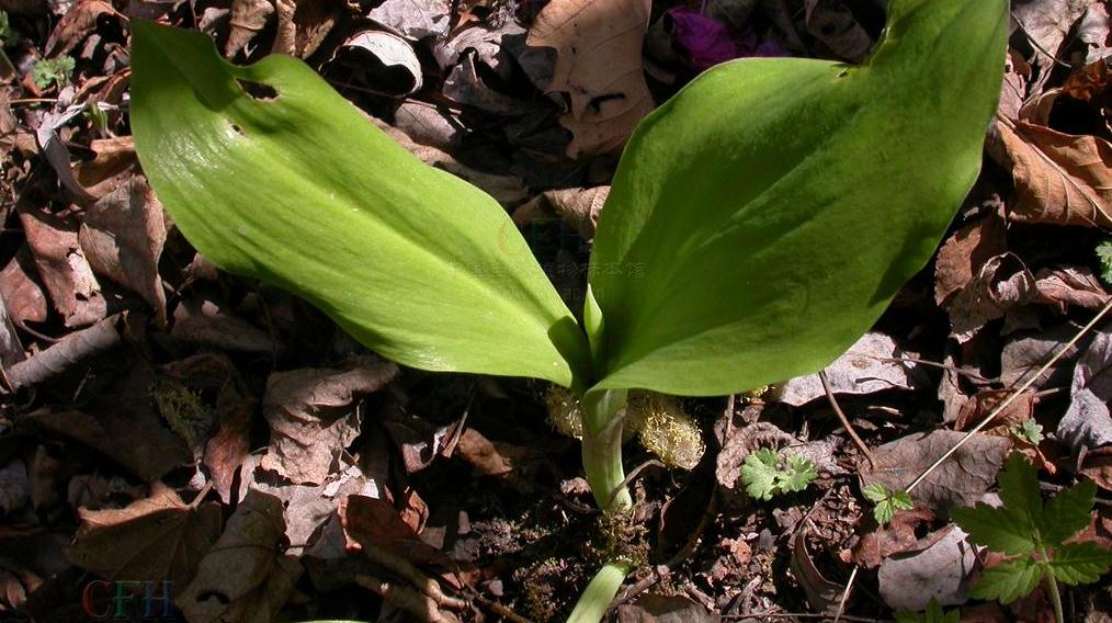 农村懒汉山上野菜移栽田地，发誓成为镇里首富，出口国外挣外汇