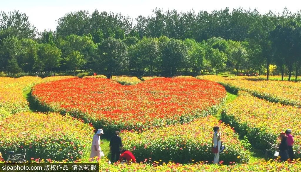 北京花海免费旅游,北京看花海最好的地方