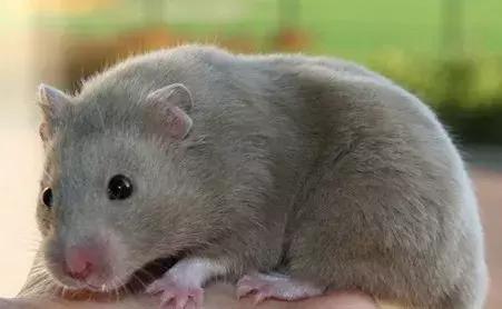 仓鼠的种类习性详细介绍,仓鼠有哪些亚种种类