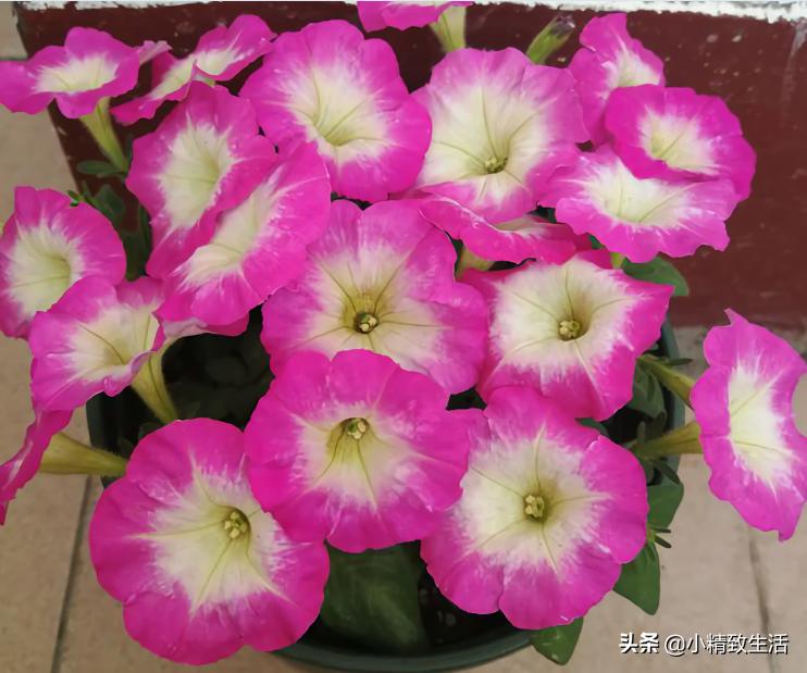 大面积花卉种子播种方法,播种盆栽需要注意哪些细节