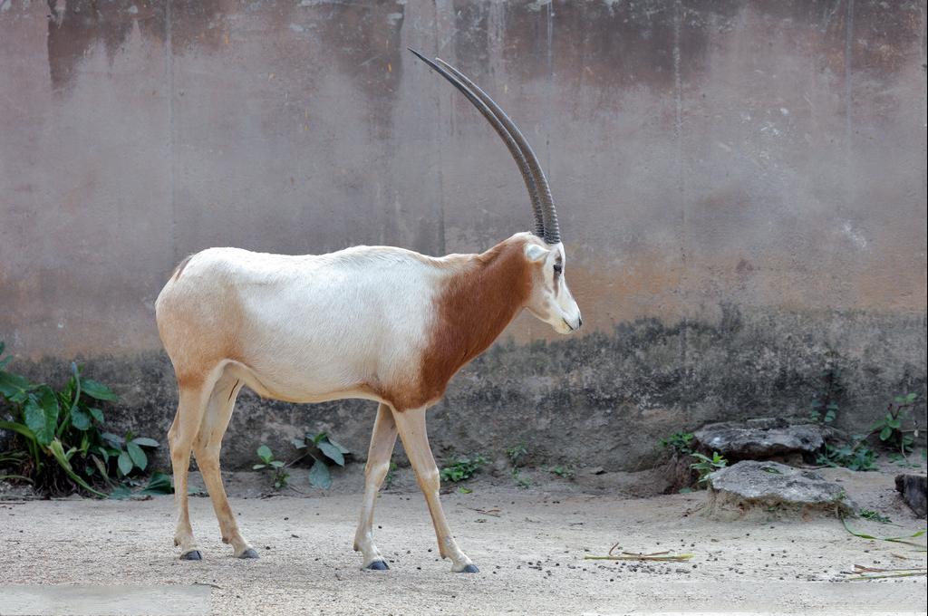 非洲牛科，物种繁多，来认识一下非洲大陆的各种羚羊吧