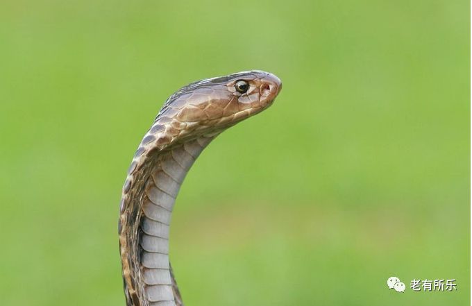 十二生肖来历和起源为什么是十二,一起了解十二生肖的来历及意义