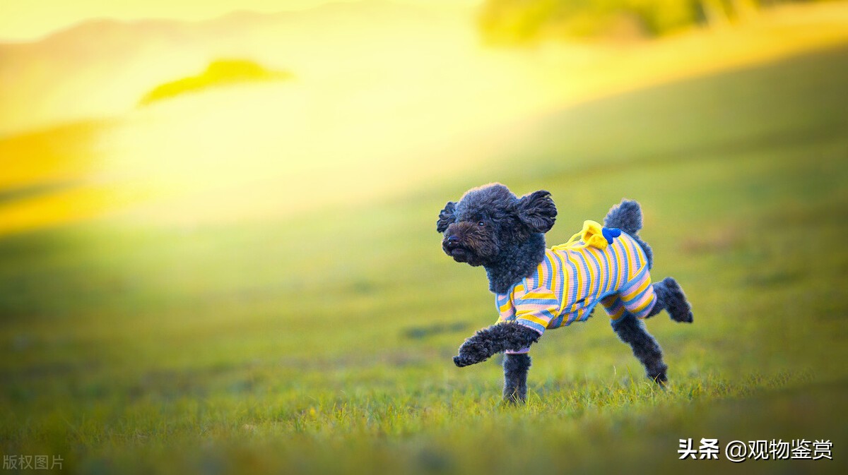 小体泰迪一窝能下几个崽,5斤母泰迪一般生几只