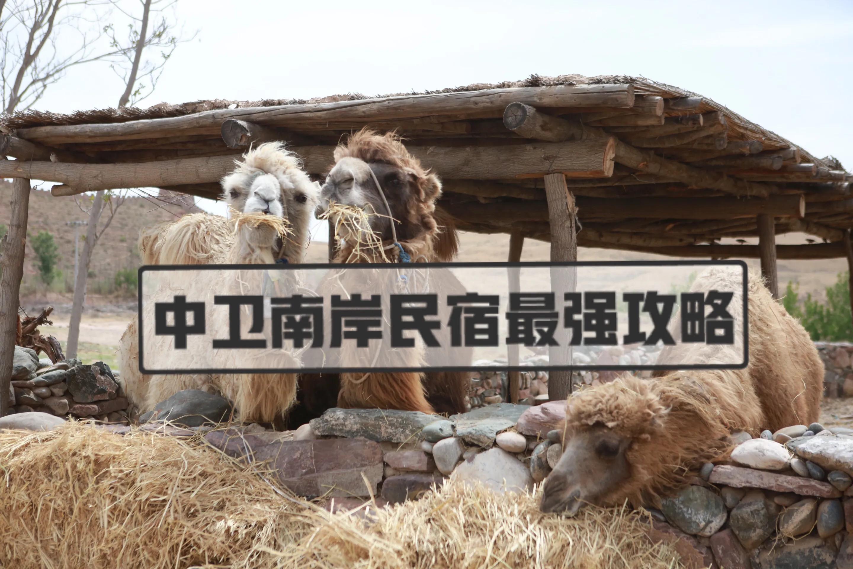 黄河中卫民宿,中卫民宿排行榜前十名