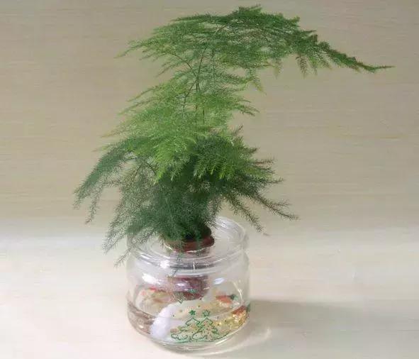 水培植物怎么养长得好,水培植物方法和注意事项有哪些呢