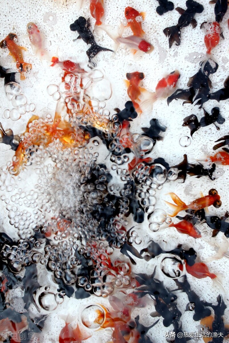 养金鱼需要注意的事项,饲养兰寿金鱼需要注意什么问题